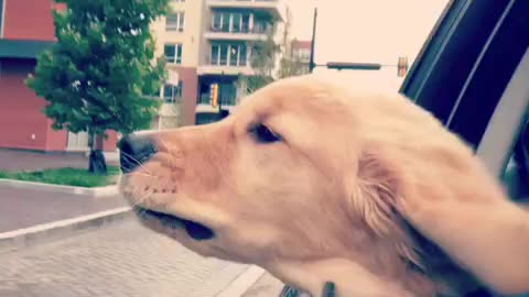 Fascinated puppy enjoys his first car ride