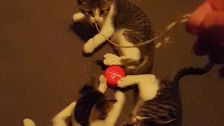 Kittens Playing With a YoYo