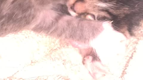 Newborn Farm Kittens