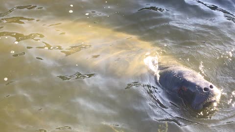 My manatee buddy eating dinner at Lake Griffin