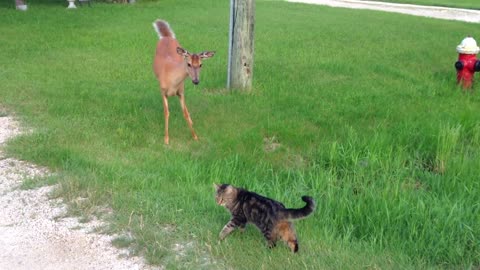 Cat tries to engage with a deer, but the deer is afraid