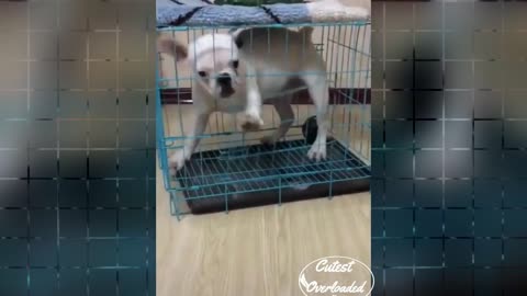 DOG CAGE Dog try to open Cage|cute and funny dog | Cutest Overloaded |