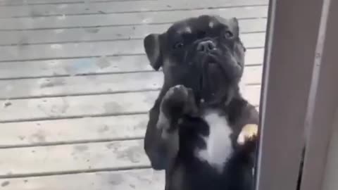 This dog dare you to a dance battle