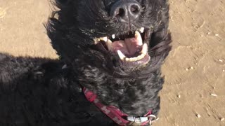 Dog Looks Majestic Along the Windy Shoreline of England