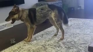 Carpet Breaks Goofy Doggy