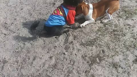 Lucky Dog at Doggy Park in Deland Fl