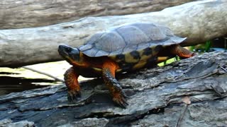 Wood Turtle