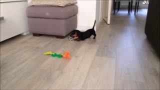 Puppy jumps for joy over new toys