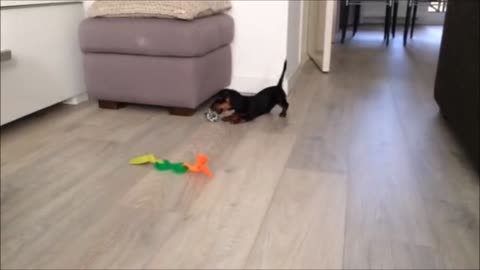 Puppy jumps for joy over new toys