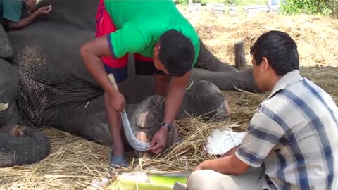 Teaching mahouts (elephant keepers) to trim feet in Nepal