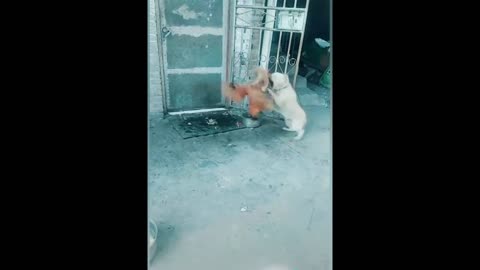 hen fighting with dog