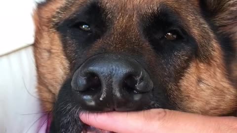 Owner plays with her dogs nose