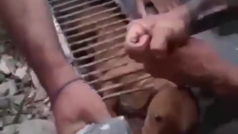 Kind humans free trapped stray dog in Brazil