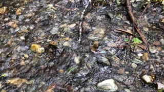 Tranquil Stream - Fern Valley, CA