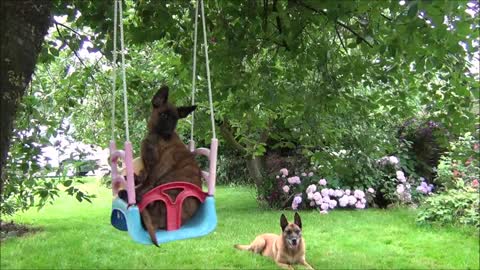 Adorable puppy enjoys relaxing ride on swing