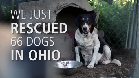 Nearly 70 animals rescued from unsafe and unsanitary living conditions in Ohio