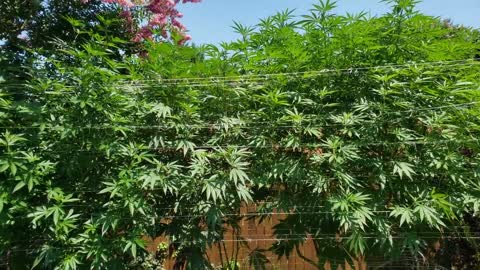 2022 Outdoor Cannabis Garden Tour | Garden Update [#09]