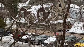 Squirrels are back chillin’ up in the trees after snowstorm