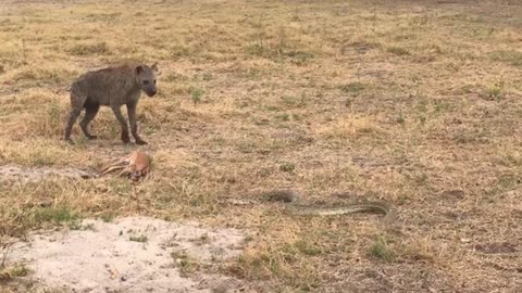 spotted hyena sends a, relocating this python's munch while she hangs on for dear life.