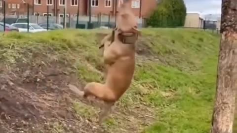 The Dog Jumped High And Grabbed The Branch #shorts #shortvideo #youtubeshorts #video #virals