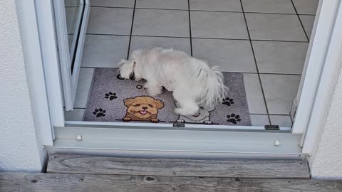 Polite Puppy Cleans His Paws on the Way In