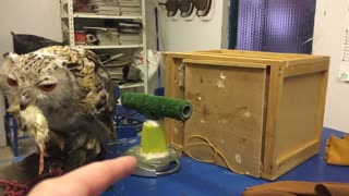 Rescue Siberian owl enjoys his favorite food