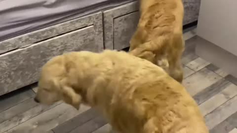 Golden Wake-Up Call: Adorable Retrievers Greet Baby with Morning Love!