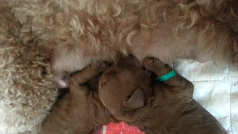 Breastfeeding a newborn puppy 2