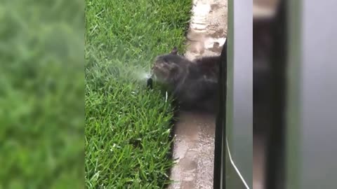 Cat Takes Face Full Of Water For Cool Drink On Hot Day