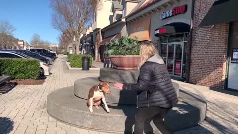 Dizzy 1 2 Year Old Pit Mix Dog Training