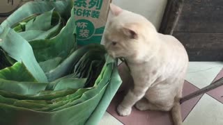 omg cat eating banana leave