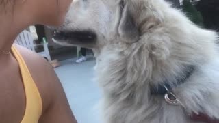 White dog puts paw on girls arm