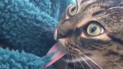 Cat tongue got stuck