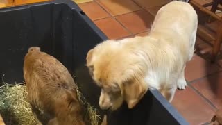 Golden Retriever Shares Toy With Zebu Calf