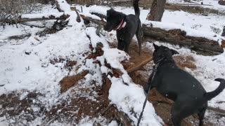 Bowie and Roxanne having fun