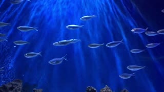 Perfect Loop Fish Background In Aquarium