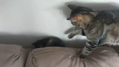 5 minutes of cats being cute and dumb