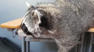 When Raccoon hears me eat snacks, he wakes up and asks me to give him snacks.