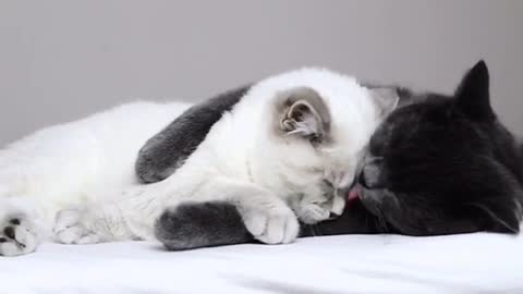 Cat Showers Kitty With Loving Kisses