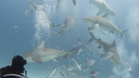 SHARKNADO IN THE MEXICAN CARIBBEAN