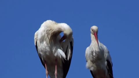 The Stork - Joy Delivering Bird