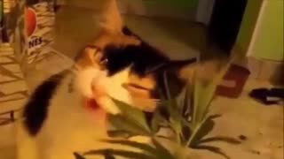What happens when a cat eats marijuana??? Must see it!!!!