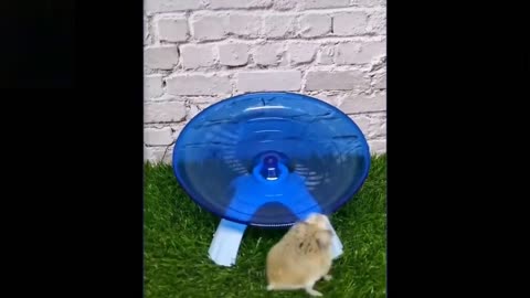 Animals video funny