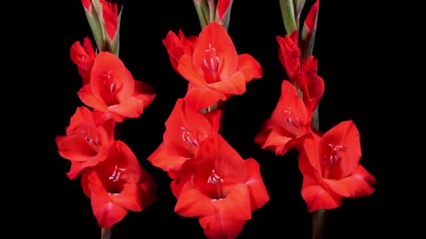 This Timelapse Of Blooming Flowers