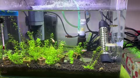 My aquarium in Taiwan