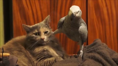 Parrot Annoys Cat