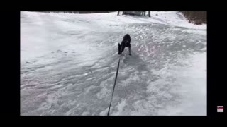 German Shepherd Puppy Experiences Snow for the First Time