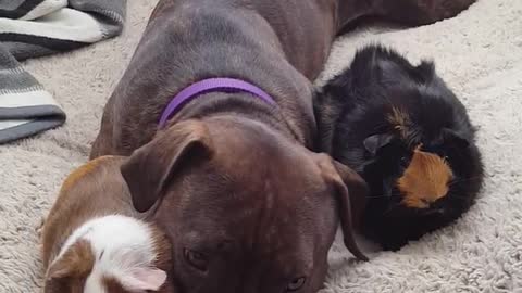Caring Pit Bull Adorably Snuggles With Two Guinea Pigs