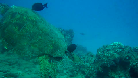 Diving at Turtle Canyon