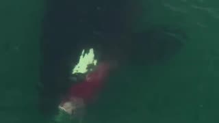 Orca Takes Out Harbour Seal